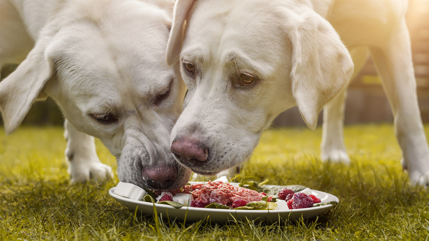 Heute werden fleischfressenden Haustieren, vor allem Hunden, zunehmend Portionen aus rohem Fleisch, Schlachtnebenprodukten, Knochen und Zutaten wie Gemüse und Obst verfüttert. Ge-nannt wird dieser Futtermix "Barf" (Biologically Appropriate Raw Food).