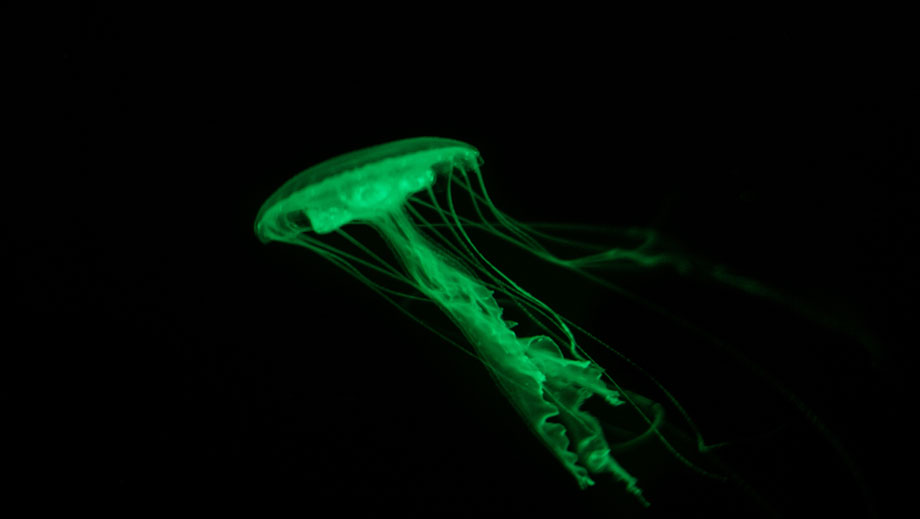 The green fluorescent protein originally comes from a jellyfish. If the protein is excited with blue or UV light, it fluoresces green.