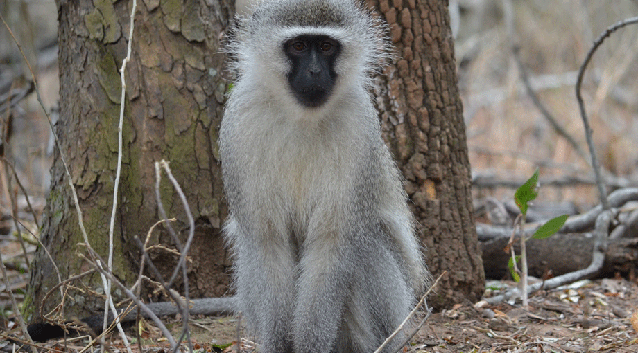 vervet monkey