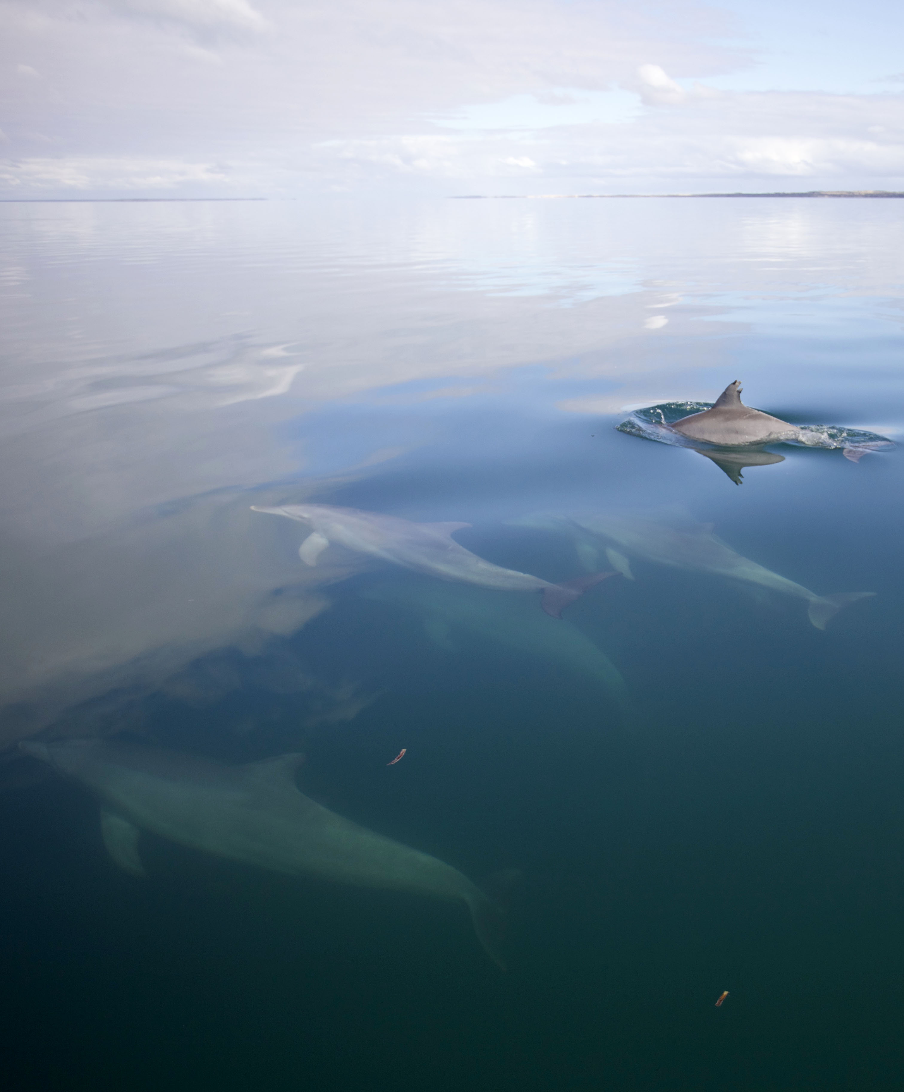 Delfine in der Shark Bay