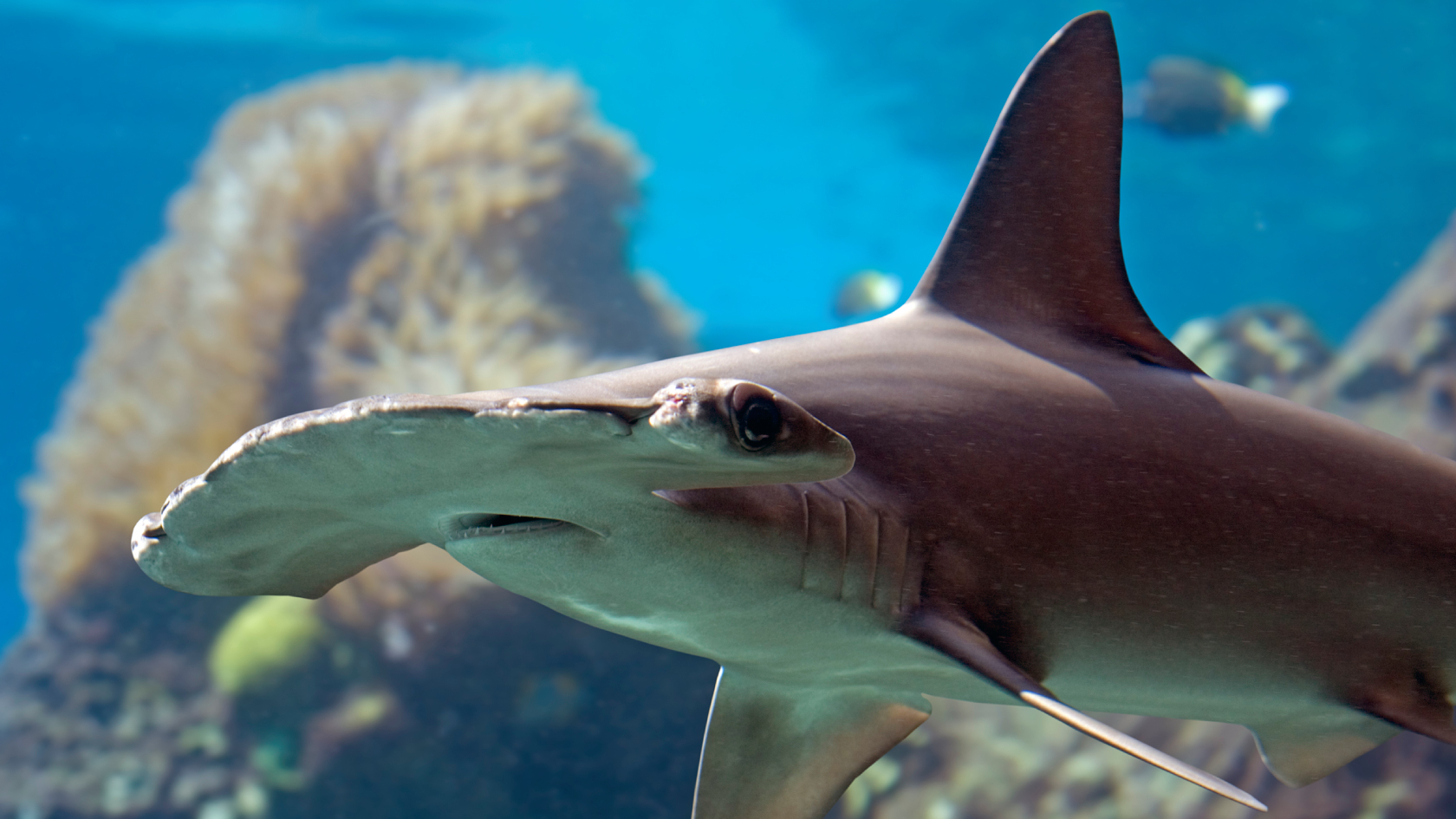Critically endangered scalloped hammerhead shark
