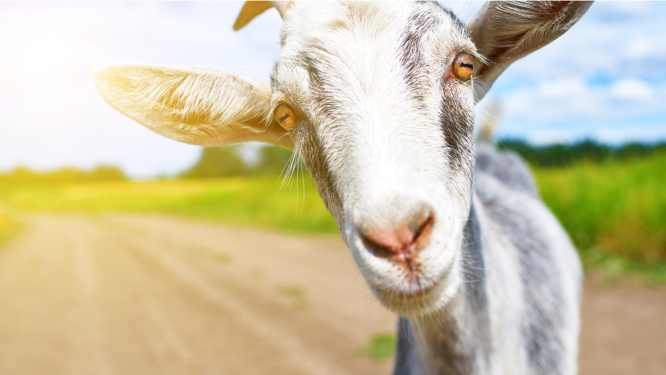 Field-grazing goats always eat some earth and dust along with the plants.