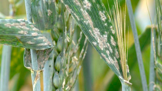 Wheat with Mildew