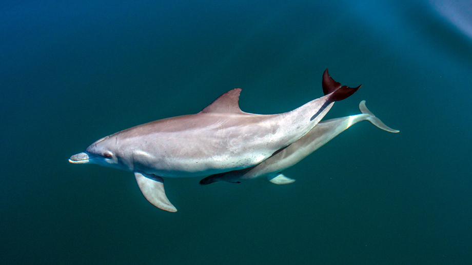 Delfinmutter mit ihrem Kalb in Shark Bay.