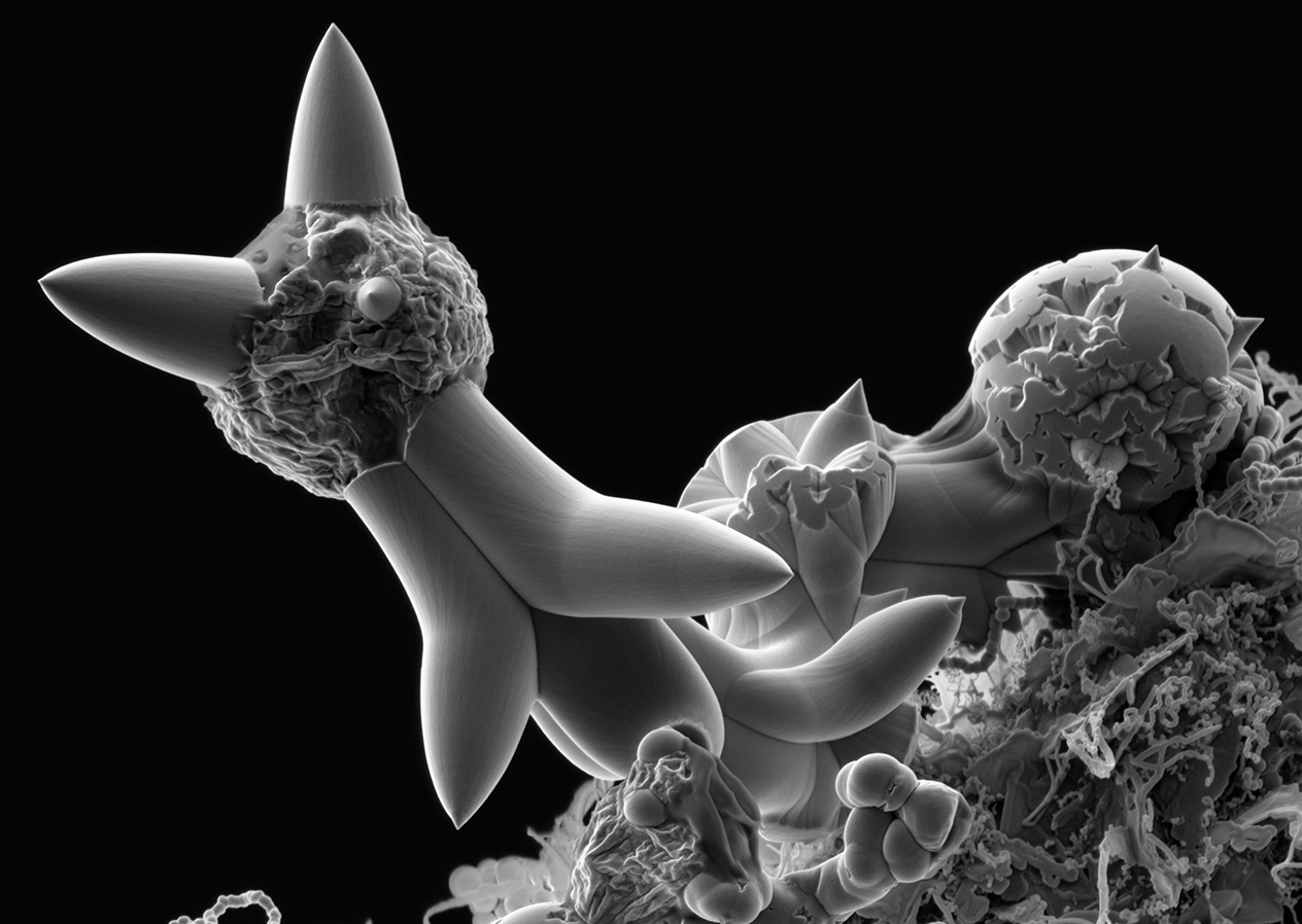 Georg Artus untersucht am Institut für Chemie der UZH Strukturen unter dem Rasterelektronenmikroskop – wie diese aus Silikon.