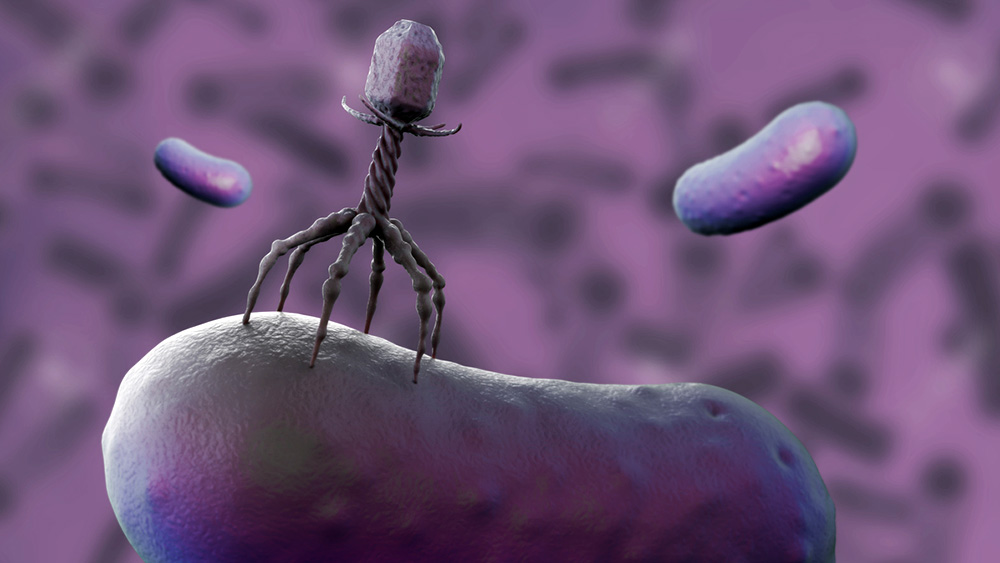 Die Illustration zeigt ein Virus, das eine Bakterienzelle befällt.
