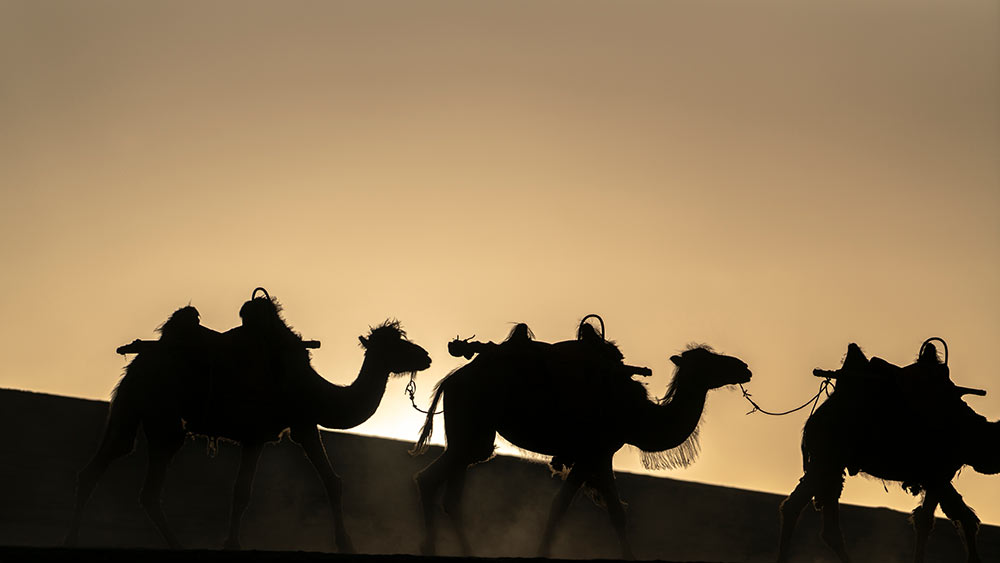 Kamele in der Wüste.