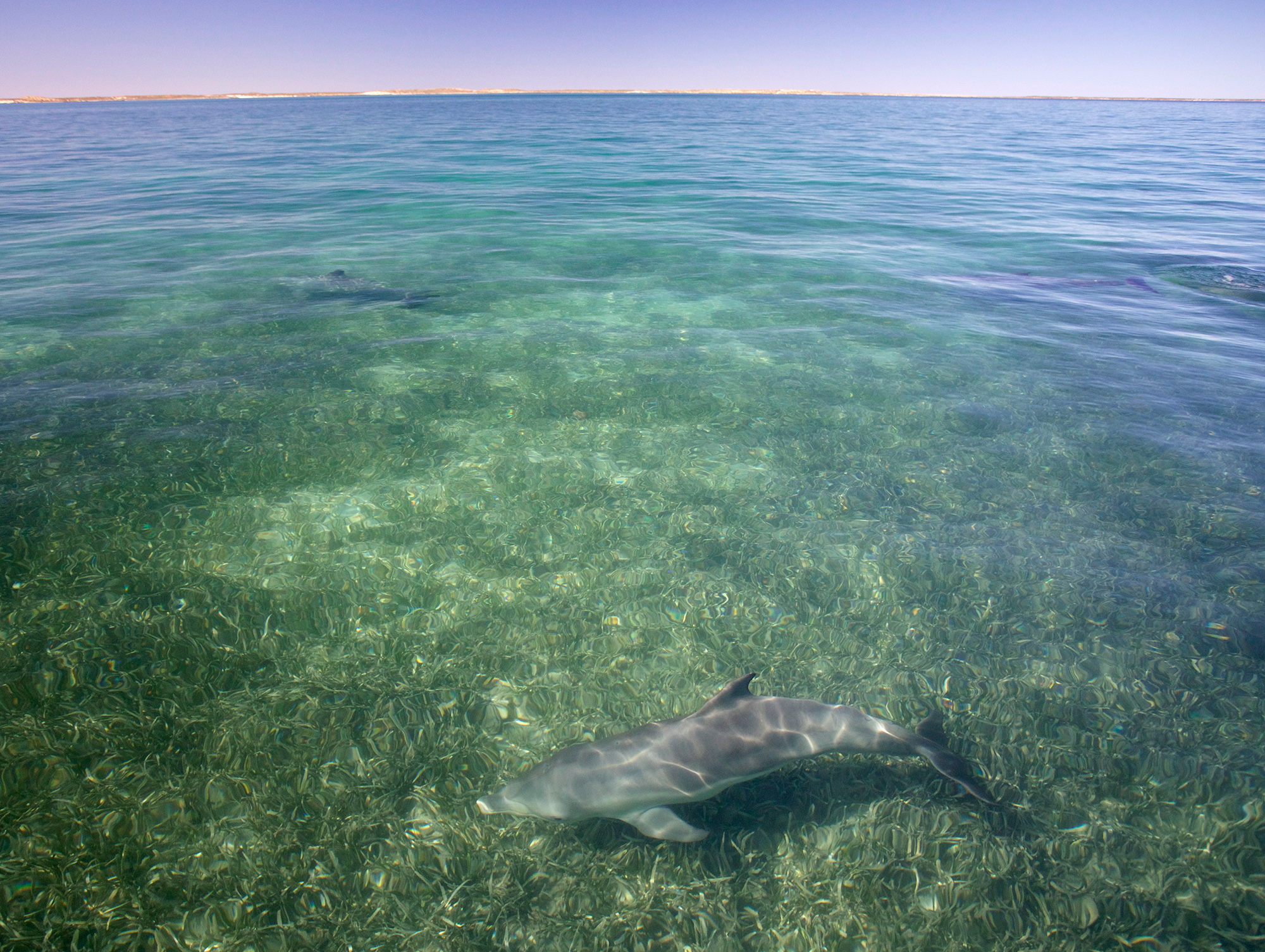 Delfine über dem Seegras. (Simon J Allen, Shark Bay Dolphin Research Alliance)