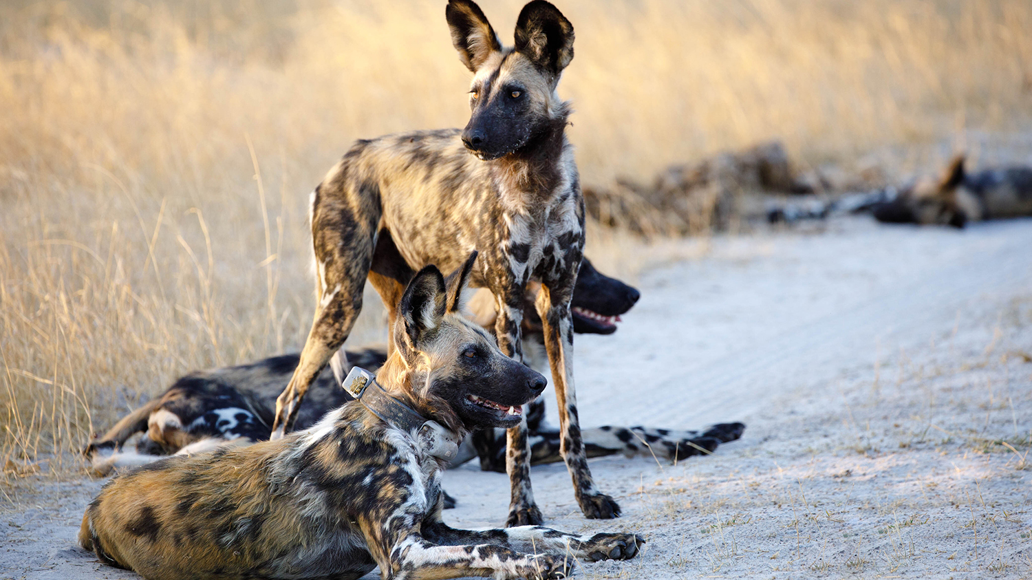 Afrikanische Wildhunde im Moremi Game Reserve im Norden Botswanas. Das Tier vorne hat ein GPS-Halsband, das die zurückgelegten Wege während der Abwanderung registriert. (Bild: Arpat Ozgul/UZH))