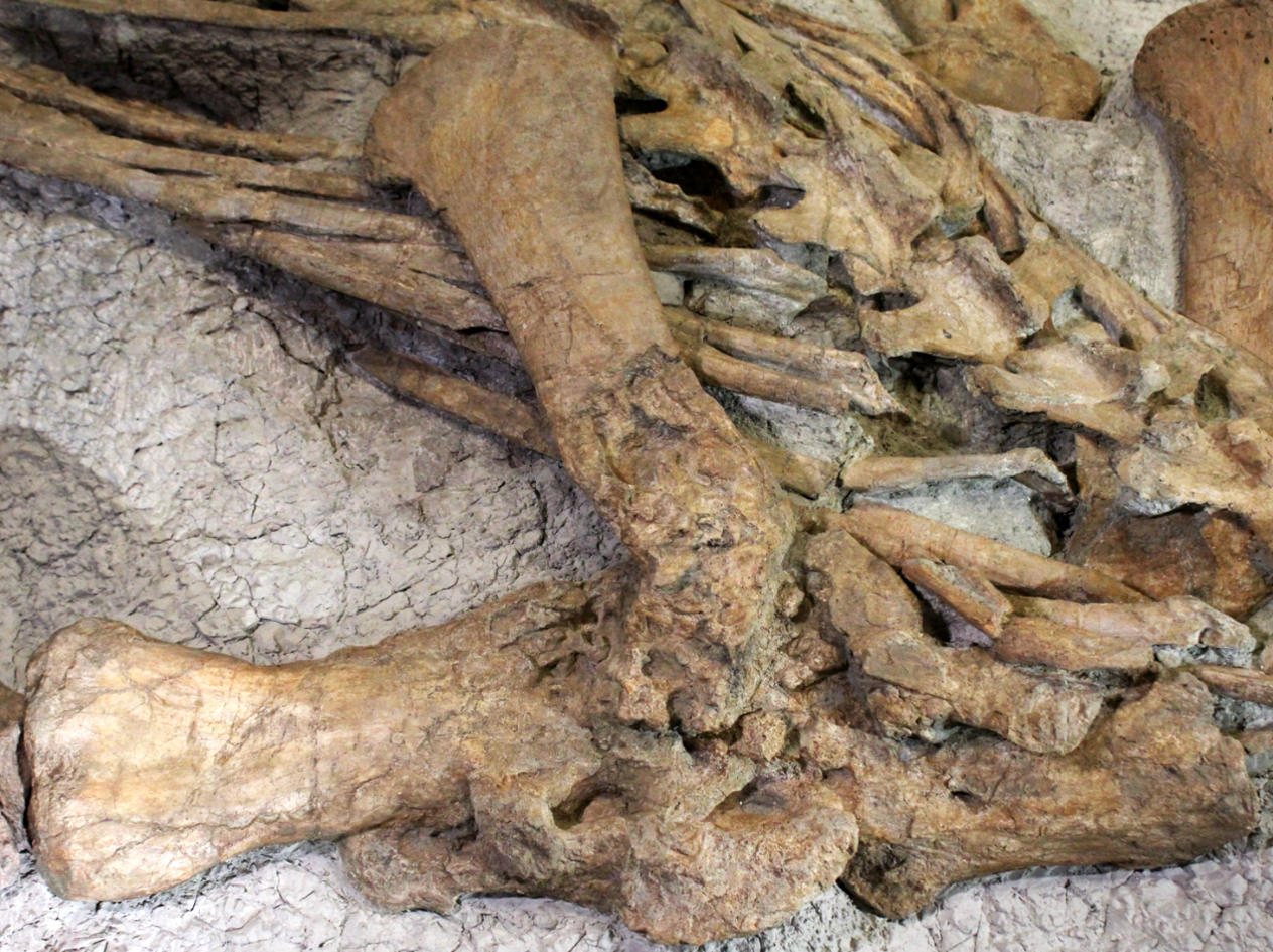 Die Forschenden stellte einen schweren Fall von Osteomyelitis, einer Infektion des Knochengewebes, in den Schulter- und Oberarmknochen des Dinosauriers fest. (Bild: Sina Dupuis)