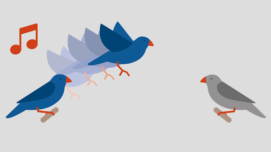 Zebra finches can learn how to solve a problem through observation. (Visualizations: Nadja Baltensweiler / Narula G et al. Nature Communications 2018)