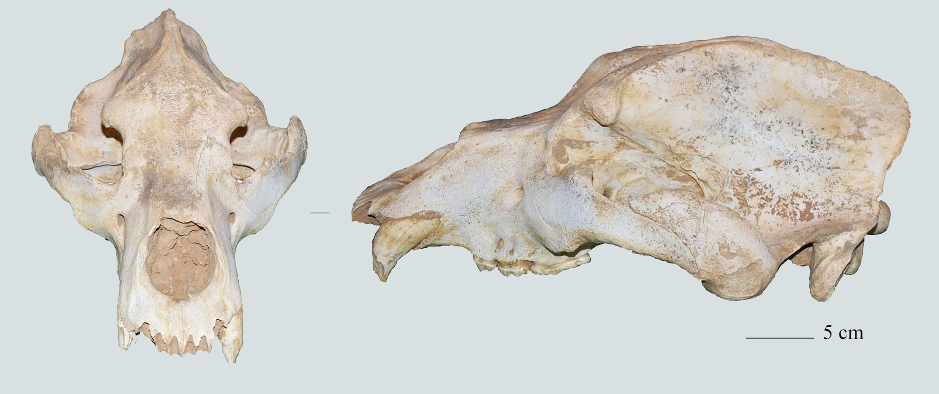 In einer Höhle bei Vincenza in Italien wurde dieser eiszeitlicher Höhlenbärenschädel gefunden. 