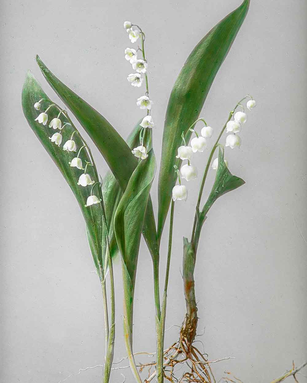 lily of the valley