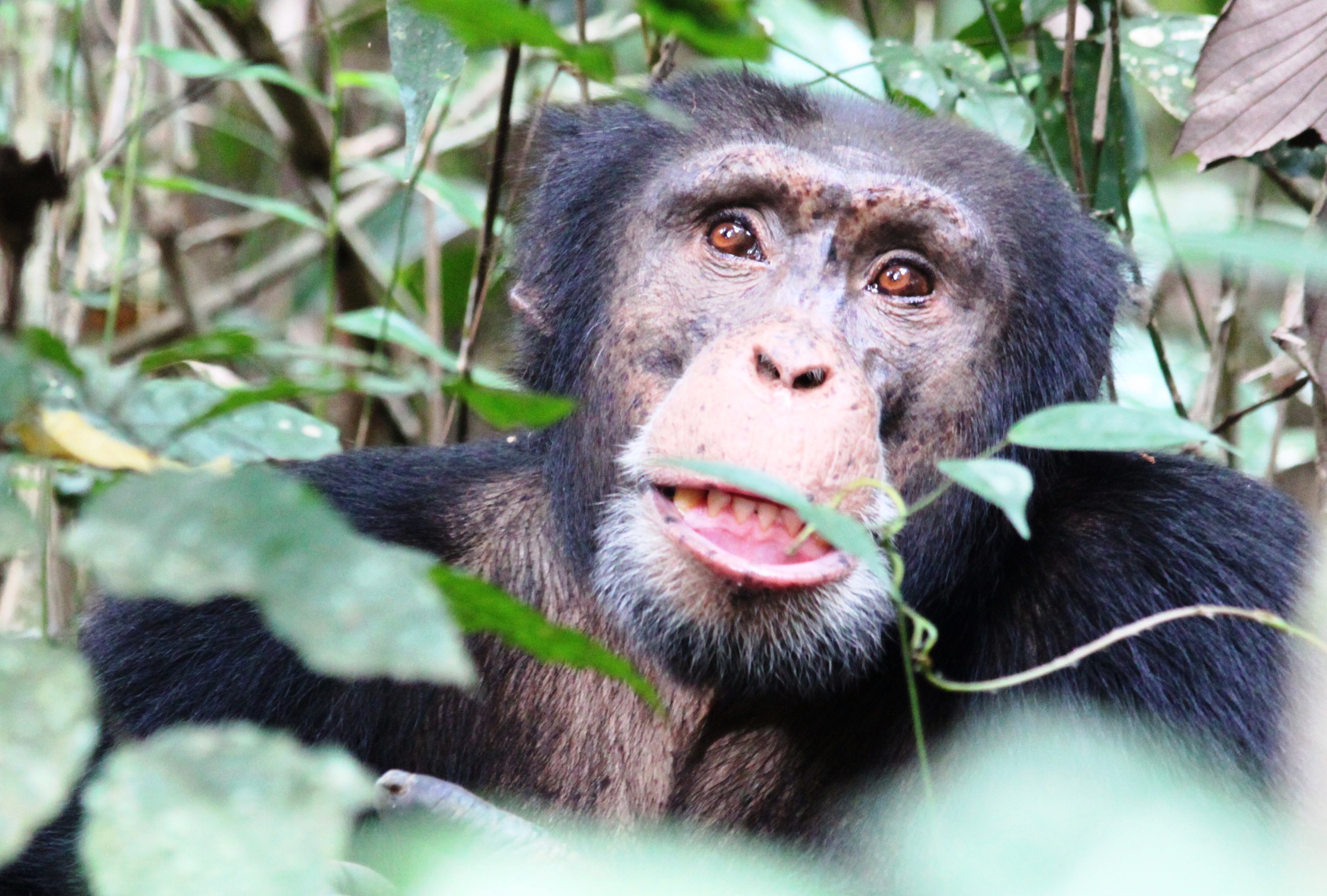 Chimpanzee in the Nimba Mountains, Guinea