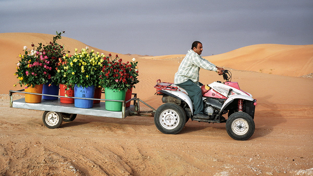 Roses in the desert