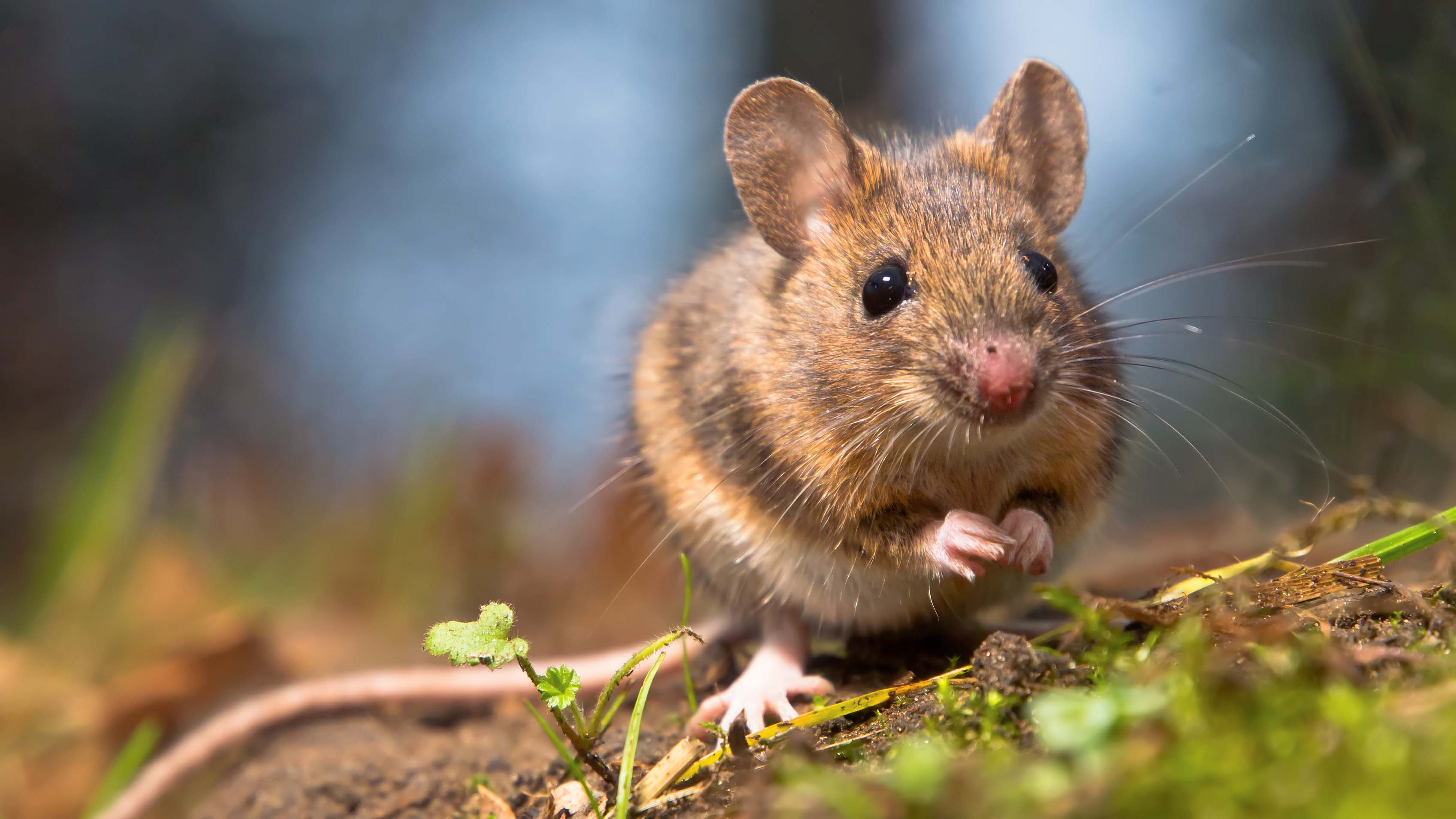 With the help of genetic analyses, radio transmitters and regular headcounts, they were able to demonstrate that carriers of the t haplotype were more likely to switch between groups or leave the barn completely