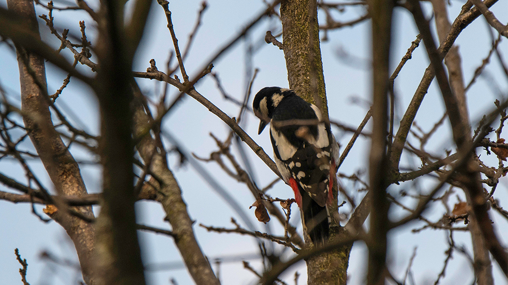 Great spotted woodpecker during the field experiment. (Picture: Alain Blanc (ENES team))