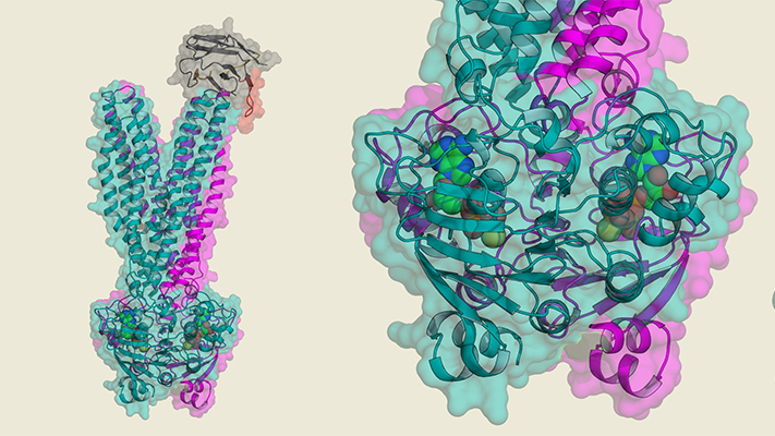 Three-dimensional model of an ABC transporter (blue-violet) with extracellular gate (top), transmembrane segment (centre) and intracellular motor (bottom), at which the ATP is split. The artificial antibody (orange) docks onto the extracellular gate. © RUB, Laura Galazzo, Enrica Bordignon