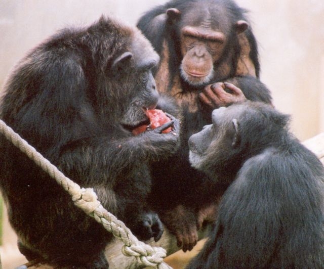 Schimpansengruppe im Gehege der Universität of Texas.
