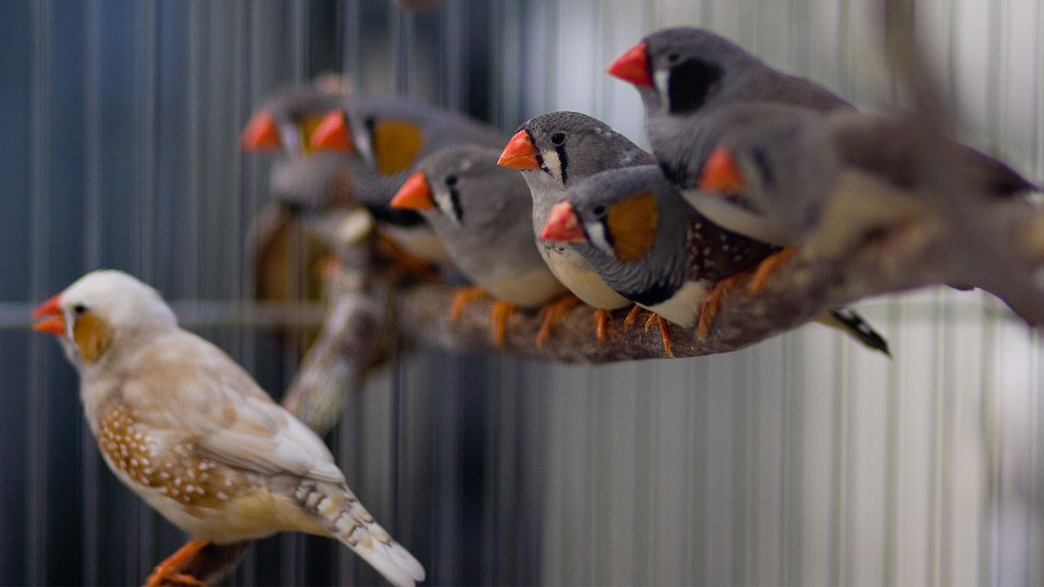 Zebra finches try to imitate the song of an adult zebra finch and later use it to court females. 
