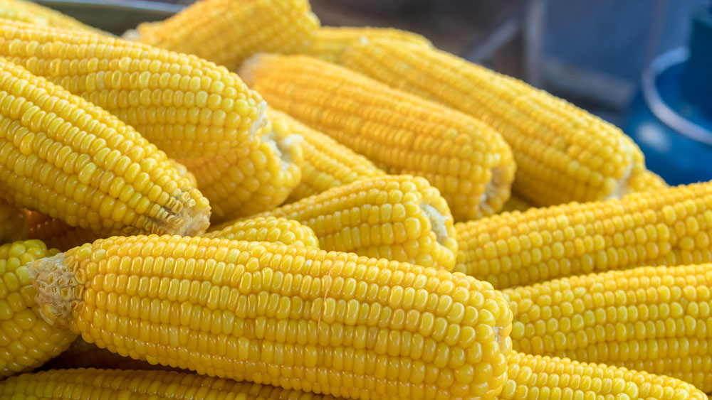      Genom-editierte Saatgutsorten könnten eine nachhaltigere Landwirtschaft ermöglichen. Darunter zum Beispiel Mais aus apomiktischen Pflanzen. (Bild: iStock / montiannoowong)