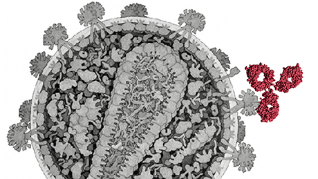 Die Abbildung zeigt schematisch ein HI-Virus, an das ein Antikörper bindet.