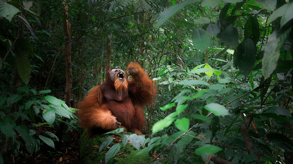 Orang-Utan im indonesischen Regenwald: Das Herzstück der Fotoausstellung «We are the forest» im Museum der Anthropologie und im Botanischen Garten sind die letzten Orang-Utans auf Borneo.