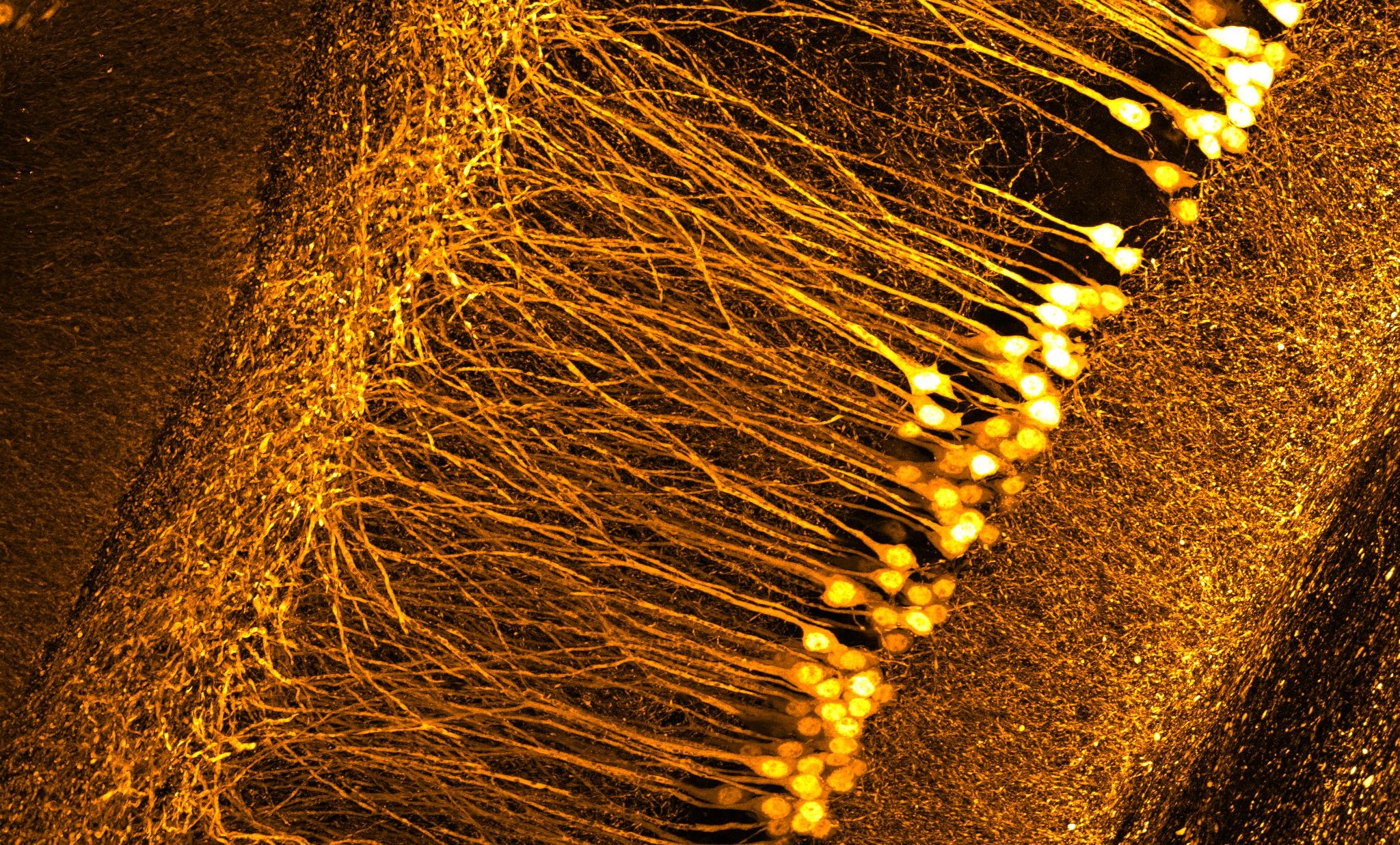 Nervenzellen im Gehirn einer Maus.