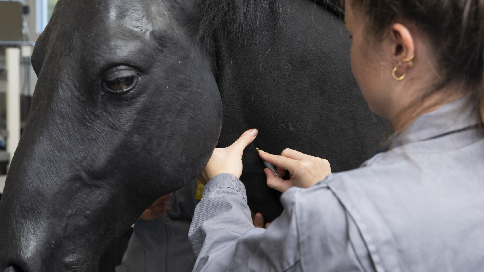 The picture shows a student in front of a realistic silicone horse model in the Skills Lab.