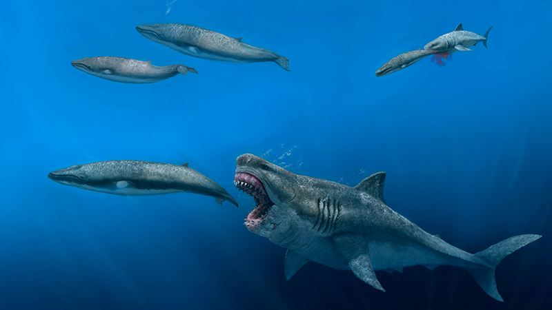 The megadolon, the largest shark that ever lived, had to meet a daily energy requirement of over 98,000 calories. 