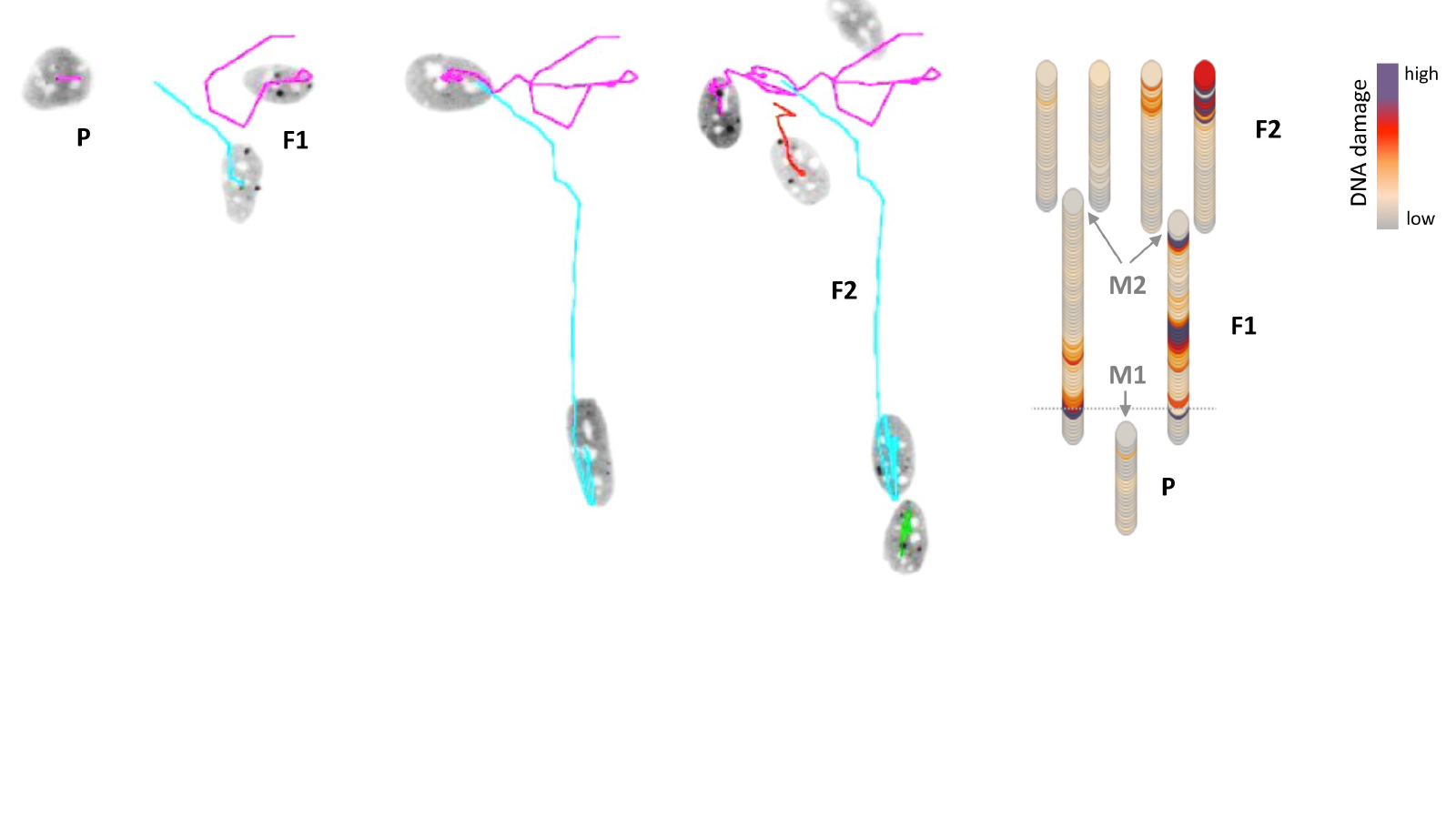 Drei Zellgenerationen; mikroskopische Zellabbildungen links, Zellstammbaum mit DNA-Schäden rechts (P, Mutterzelle; F1, Tochterzellen, F2, Enkelzellen)