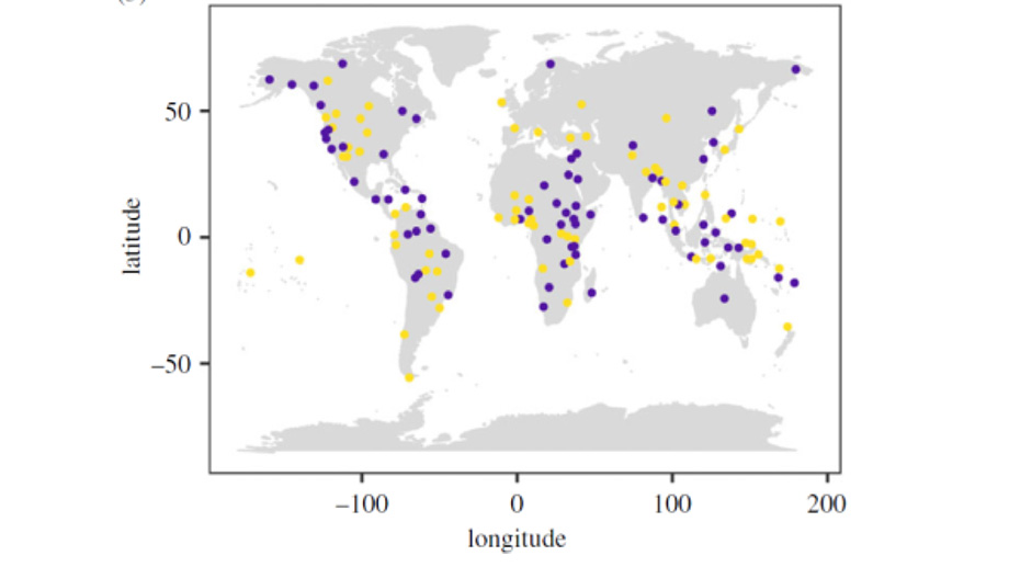 The 141 traditional societies in this study were spread across the globe and exhibited either little (purple) or a lot (yellow) of alloparenting.