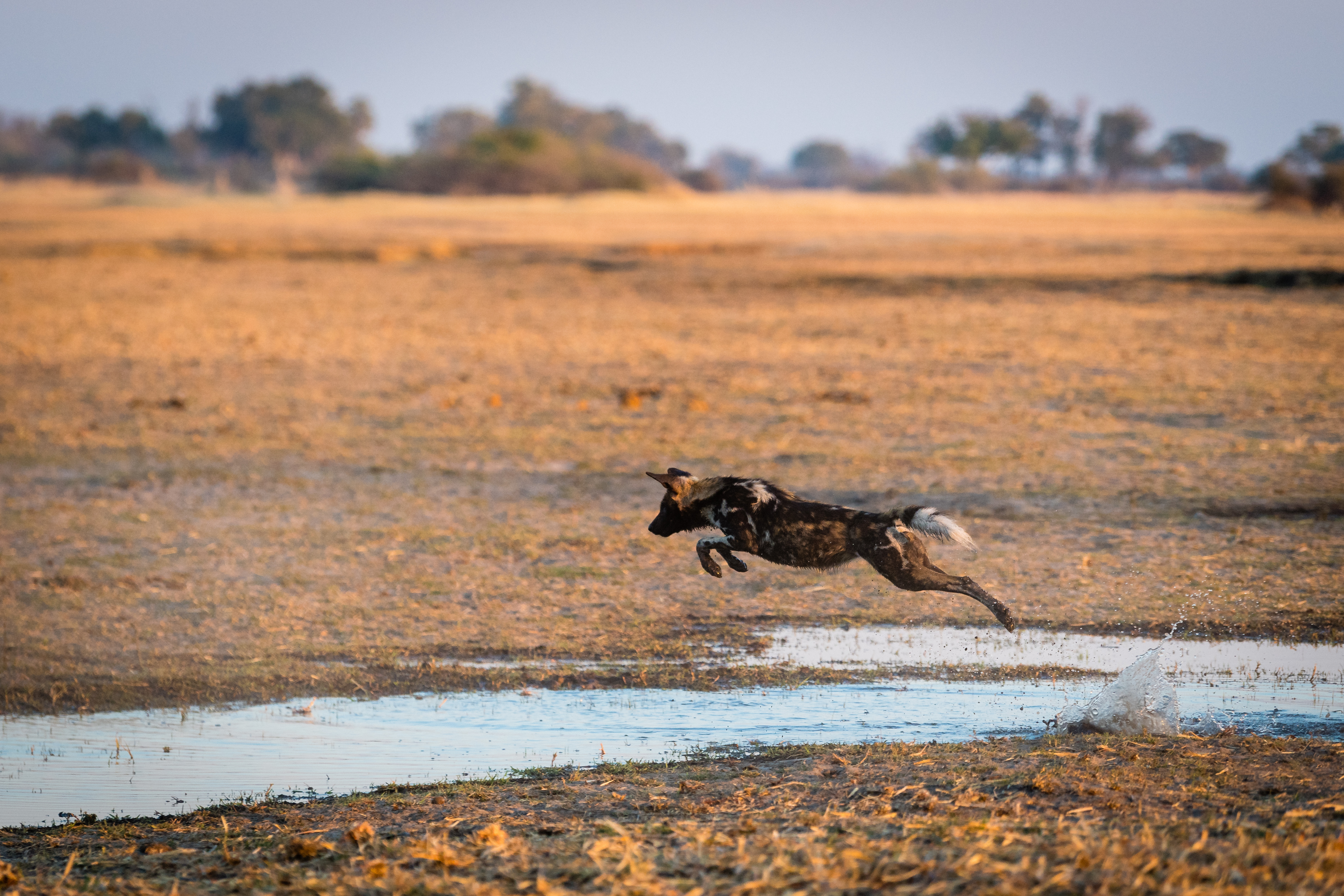 Ein Afrikanischer Wildhund überquert einen kleinen Kanal im Okavango-Delta in Botswana. Sümpfe, Flüsse und Seen dagegen stellen meist kaum überwindbare Hindernisse dar. (Bild: Dominik Behr)