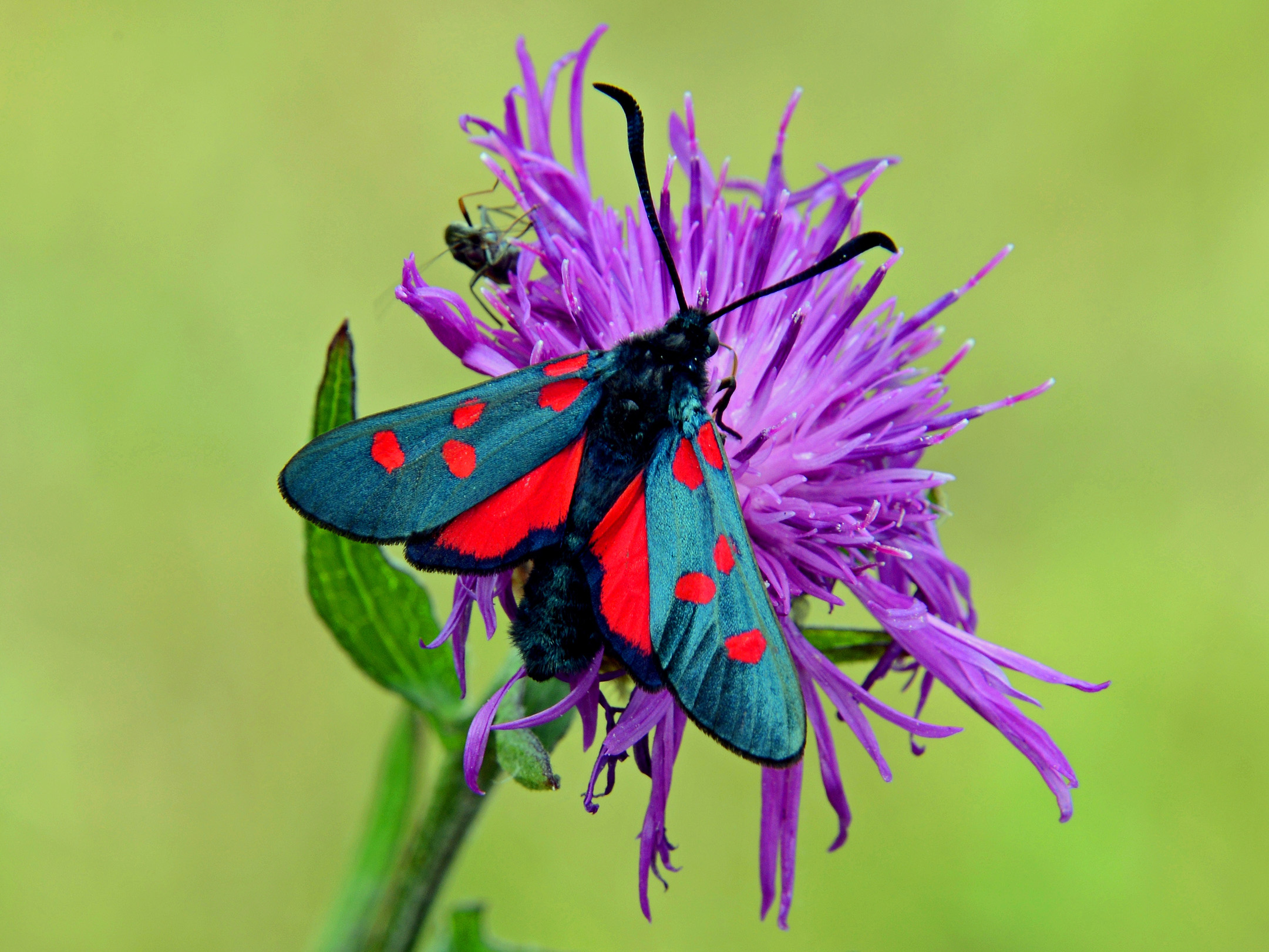 A narrow-bordered five-spot burnet sitting on a brown knapweed 