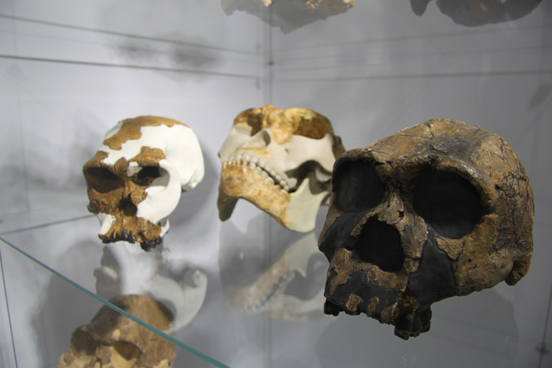 Schädelfunde. Rechts der Schädel von Homo erectus. Der niedrige, massiv gebaute Hirnschädel unterscheidet sich deutlich von jenem des modernen Menschen.