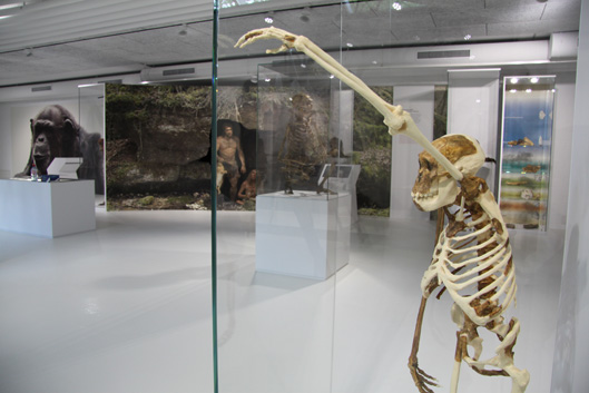 Rechts im Bild die weltweit erste Skelett-Rekonstruktion von «Australopithecus sediba». Diese Urmenschenart wurde im Jahr 2010 von einer internationalen Forschergruppe entdeckt. An der Entdeckung waren auch Forscher der Universität Zürich beteiligt.