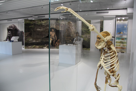 Rechts im Bild die weltweit erste Skelett-Rekonstruktion von «Australopithecus sediba». Diese Urmenschenart wurde im Jahr 2010 von einer internationalen Forschergruppe entdeckt. An der Entdeckung waren auch Forscher der Universität Zürich beteiligt.