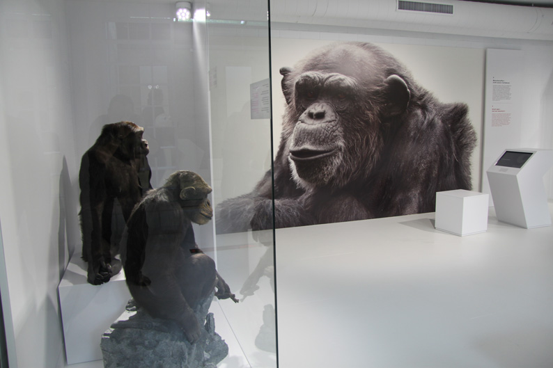 Dem Schimpansen ins Auge geschaut: Das ist zwar nicht unser Vorfahre, aber innerhalb der Säugetiere zeigt der Menschenaffe Besonderheiten, die auf eine gemeinsame Vergangenheit zurückzuführen sind.
