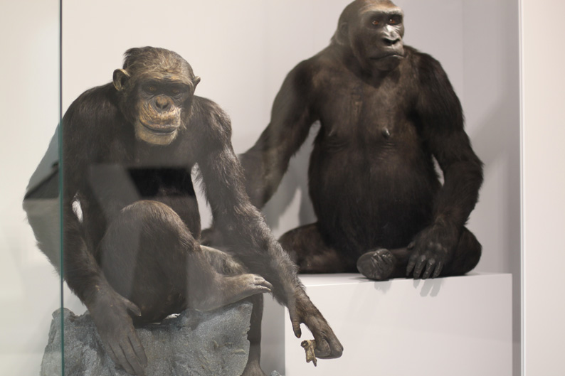 Das Erbgut des Schimpansen (links) stimmt zu 98 Prozent mit demjenigen des Menschen überein. Deshalb nimmt man an, dass ein gemeinsamer Vorfahre vor rund sechs Millionen Jahren gelebt hat.
