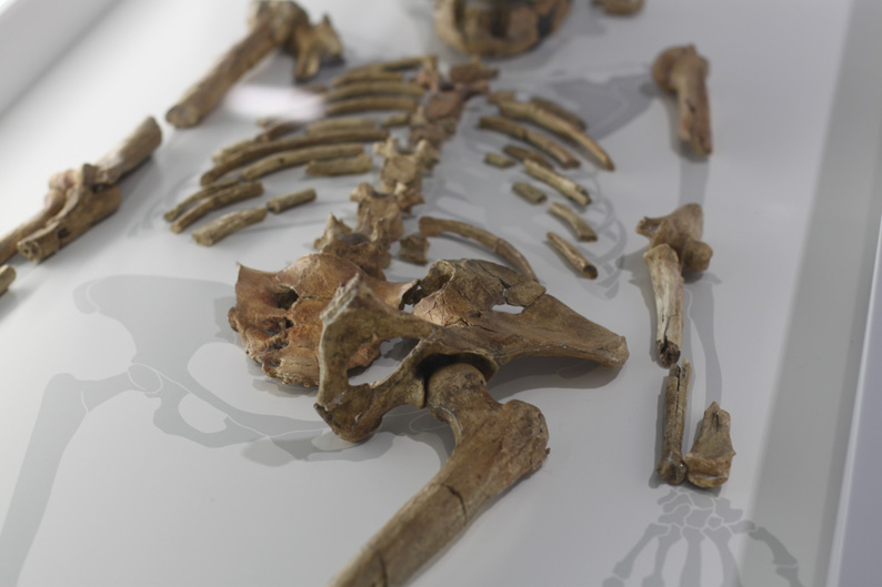 Überreste eines Australopithecus afarensis: Als Donald Johanson an einem Morgen des Jahres 1974 in Äthiopien die ersten Knochen fand, lief im Radio das Beatles-Lied «Lucy in the Sky with diamonds». Darum taufte er seinen Fund «Lucy». Rund 20 Prozent ihres Skeletts sind erhalten.