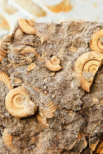 Fossilien von Ammonoideen findet man heute in aller Welt.