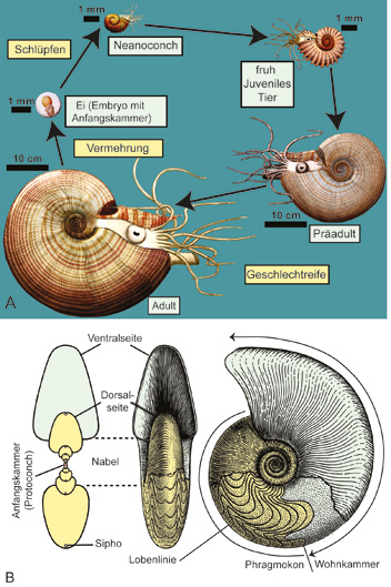 Schematische Darstellung des von Manticoceras: Vom Ei zum ausgewachsenen Tier.