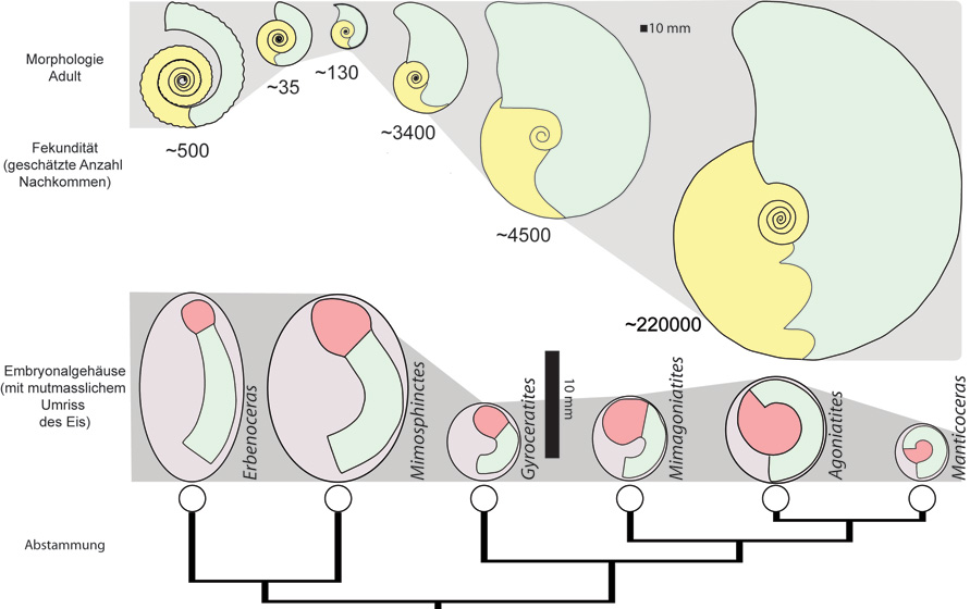 Reproduktion der Ammonoideen: Im Zuge der Evolution der Ammonoideen rollten sich die Embryonalgehäuse immer mehr ein und sie wurden kleiner. Gleichzeitig wurden wahrscheinlich zunehmend mehr Eier pro Muttertier produziert, schätzungsweise bis zu 220000, vielleicht auch mehr.