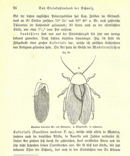 Federzeichnung einer Kakerlake: Heer bezeichnete das Insekt als «Das älteste bis jetzt bekannte Thier der Schweiz.» Im ersten Teil seines Buches «Die Urwelt der Schweiz» befasste er sich mit dem Steinkohlenland Schweiz und dessen Insektenwelt.