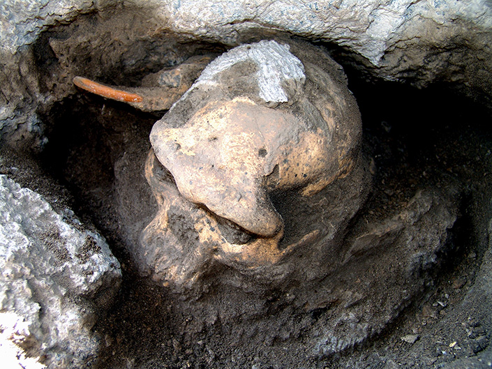 Homo cranium in situ