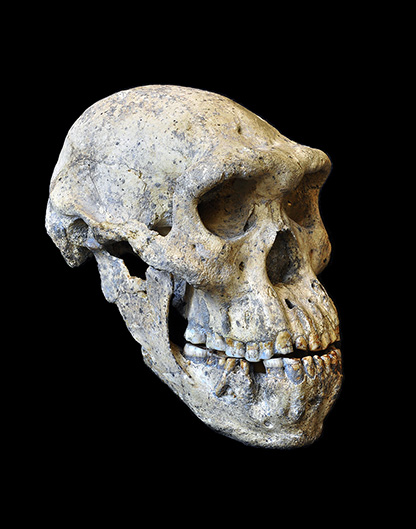 2005 im georgischen Dmanisi ausgegraben: Der bisher einzige vollständig erhaltenene Schädel eines Homo erectus. Christoph Zollikofer und Marcia Ponce de León nennen ihn «Dmanisi-Schädel Nr. 5».