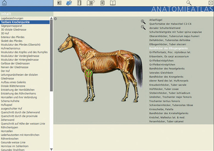 «eHoof» ist eine umfangreiche Wissensplattform mit Beispielen, Grafiken, Bildern und Filmen. Hier eine Seite zu den Knochenpunkten beim Pferd.