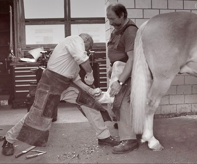 Ein Hufschmied bei der Arbeit. Hufschmiede sind heute nicht mehr einfach Metallverarbeiter, sondern wichtige Träger des Pferdegesundheitssystems.